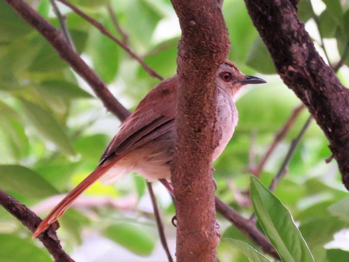 Rufous-tailed Palm Thrush