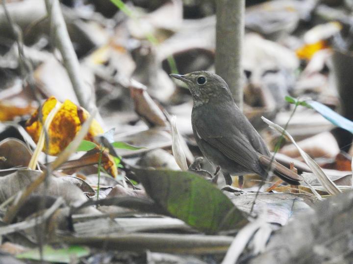Rufous-tailed Robin