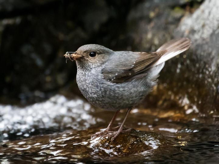 Plumbeous Water Redstart