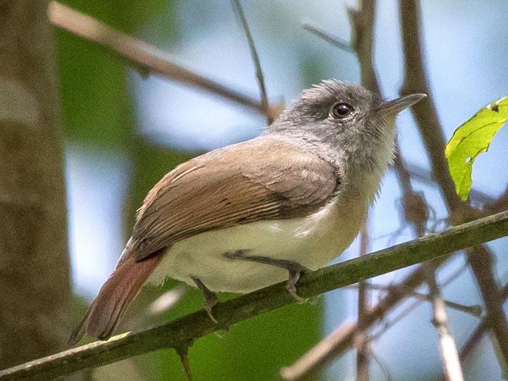 Red-tailed Newtonia