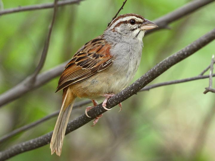 Cinnamon-tailed Sparrow