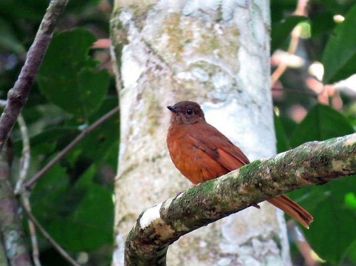 Red-tailed Ant Thrush