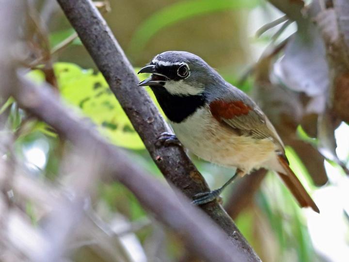Red-tailed Vanga