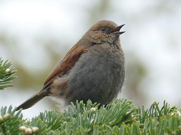 Japanese Accentor