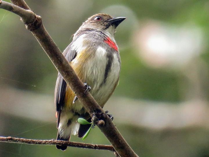 Red-banded Flowerpecker