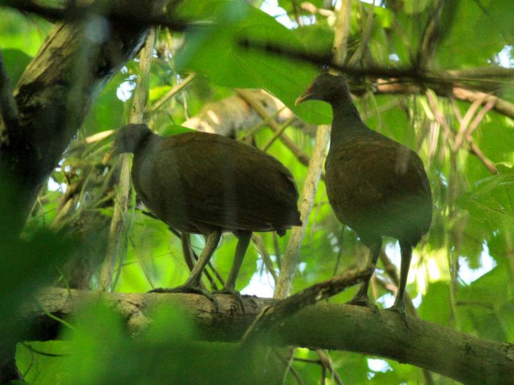 Melanesian Megapode