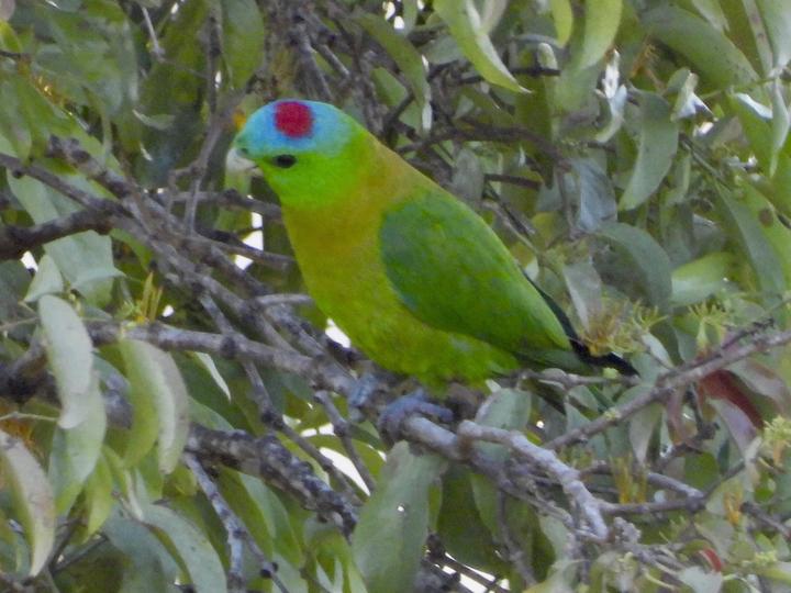 Yellow-breasted Racket-tail