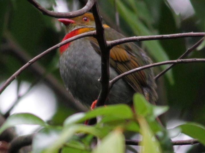 Red-banded Fruiteater