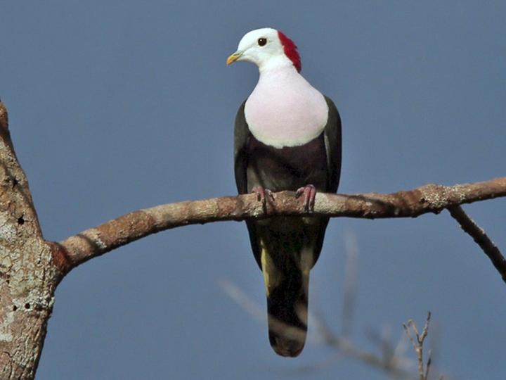 Red-naped Fruit Dove