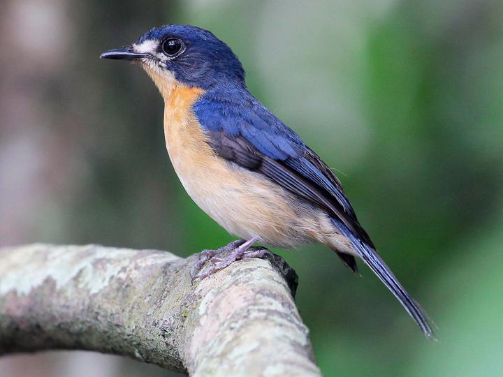 Mangrove Blue Flycatcher