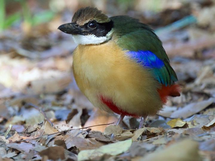Mangrove Pitta
