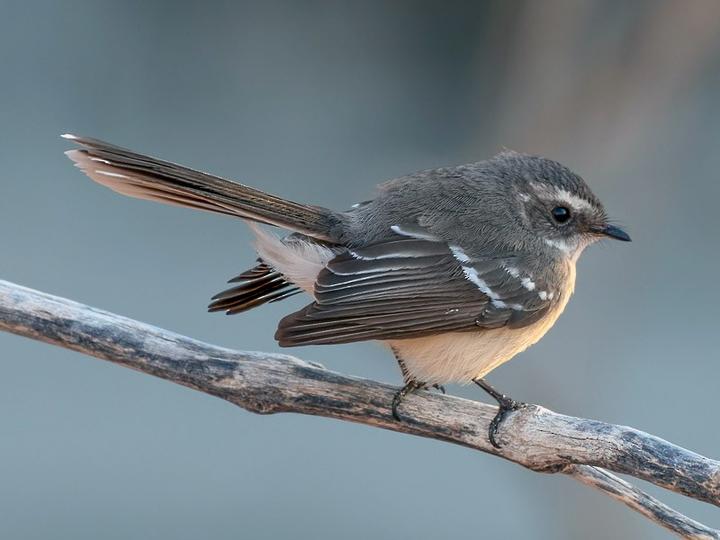 Mangrove Fantail