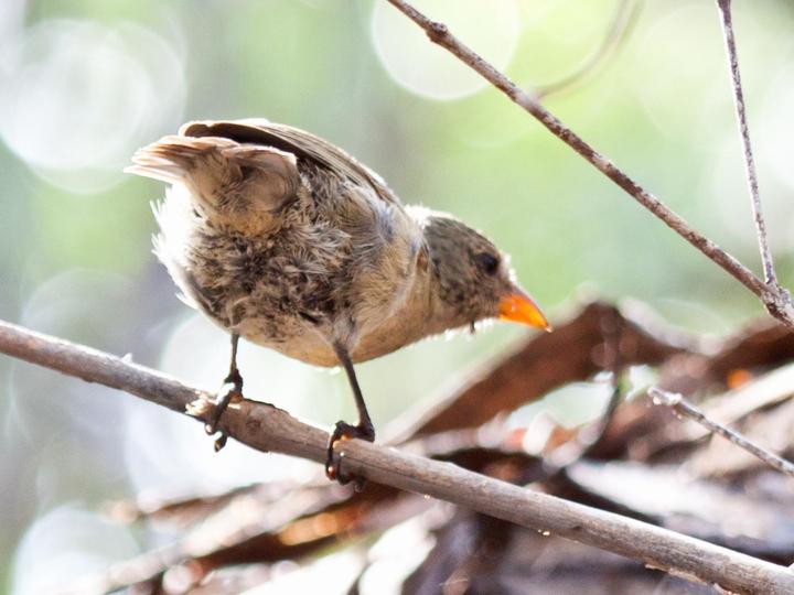 Mangrove Finch