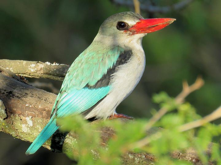 Mangrove Kingfisher