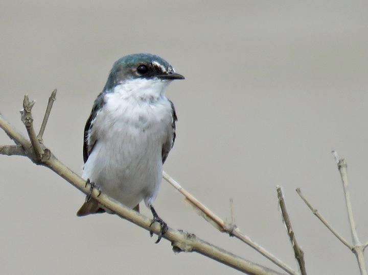 Mangrove Swallow