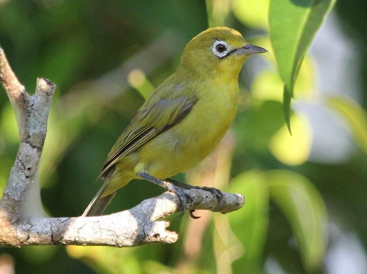 Lemon-bellied White-eye