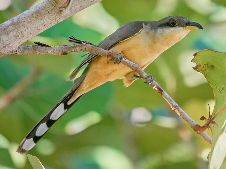 Mangrove Cuckoo