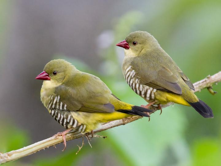 Red Avadavat