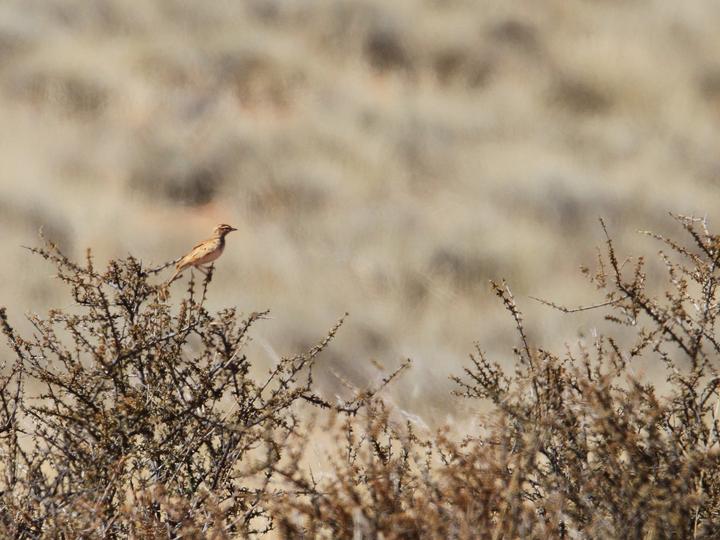 Red Lark