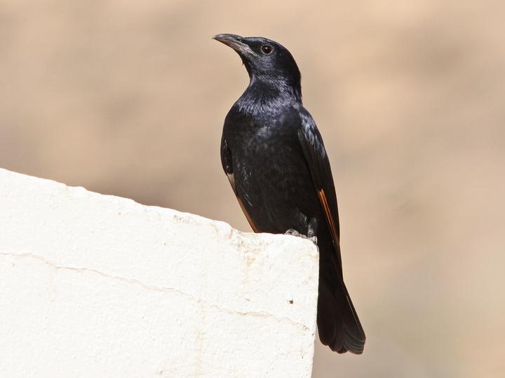 Tristram's Starling