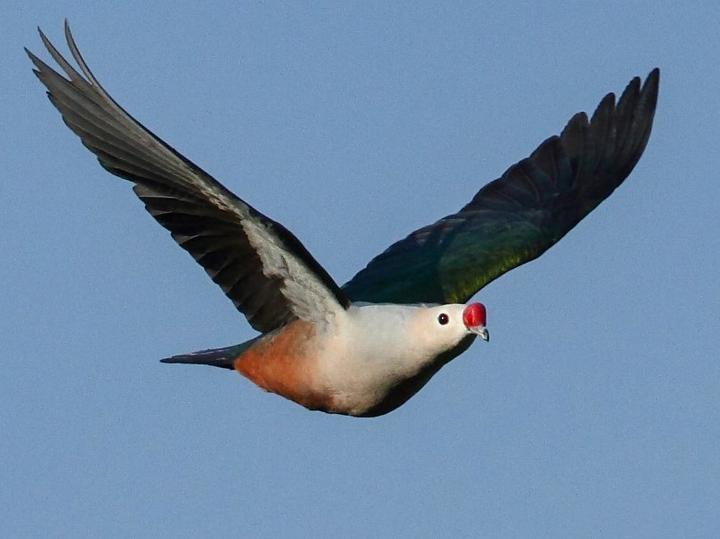Red-knobbed Imperial Pigeon
