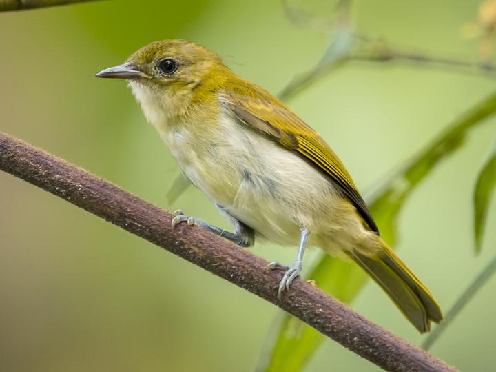 Scarlet-and-white Tanager