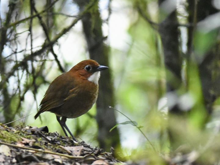 Red-and-white Antpitta