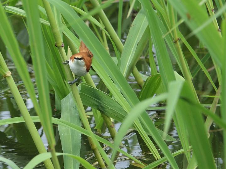Red-and-white Spinetail