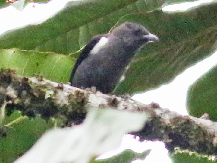 Scarlet-browed Tanager