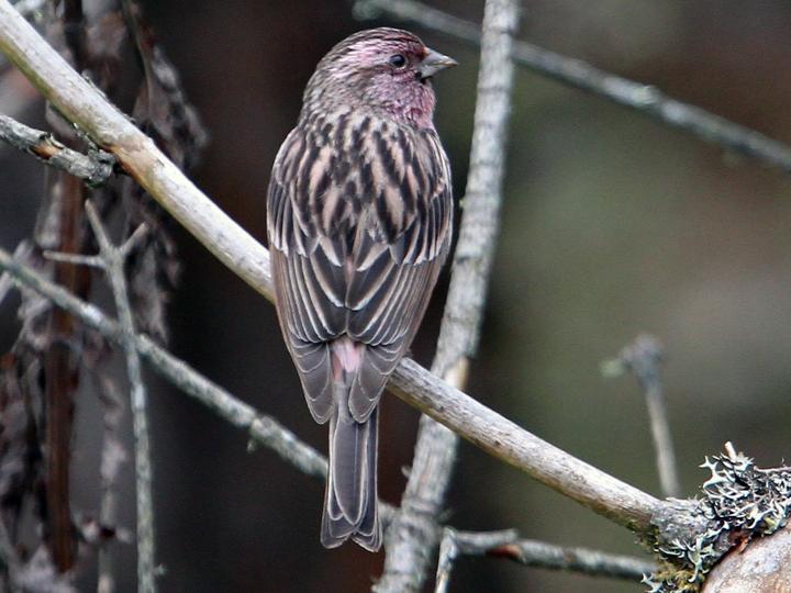 Himalayan Beautiful Rosefinch