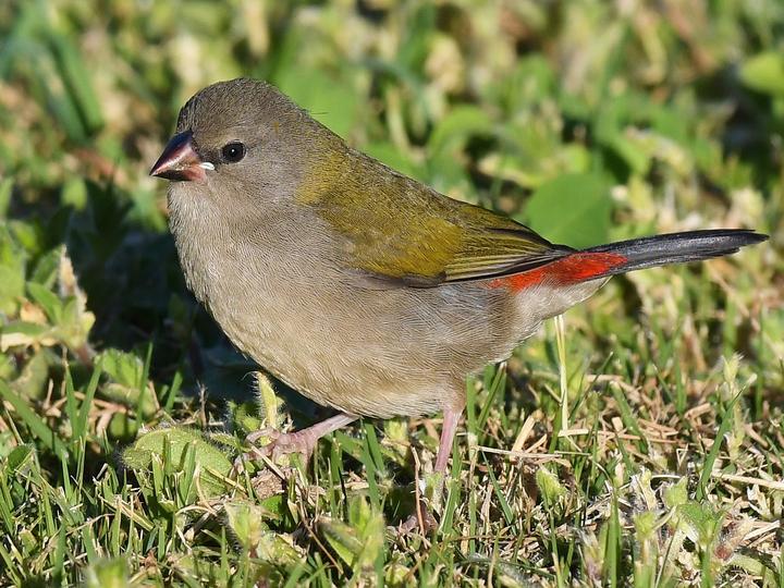 Red-browed Finch