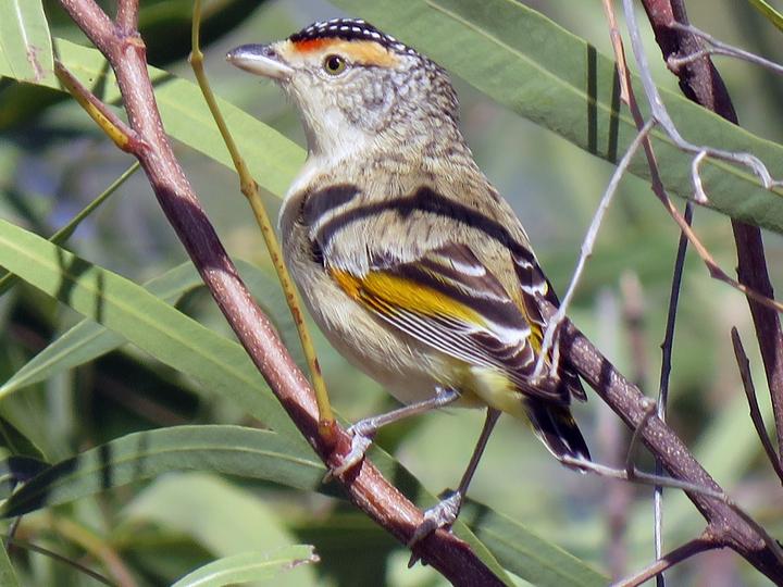 Red-browed Pardalote