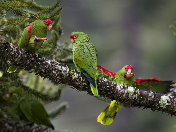 Red-spectacled Amazon