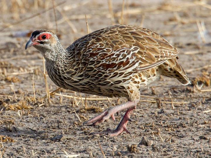 Clapperton's Spurfowl
