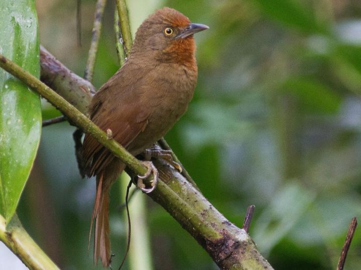Orange-eyed Thornbird