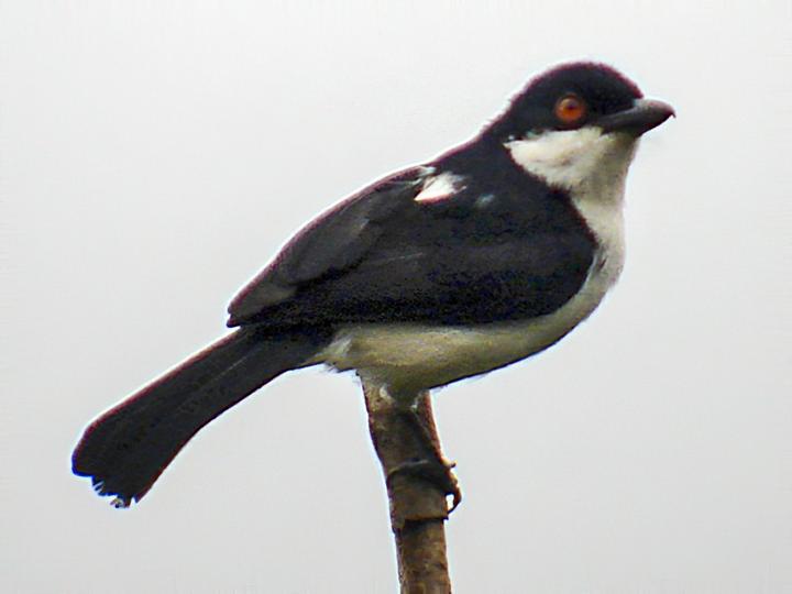 Red-eyed Puffback