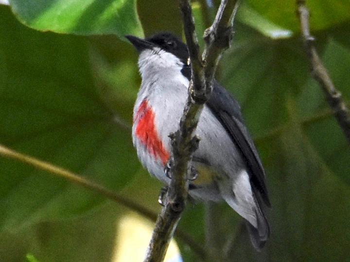 Red-keeled Flowerpecker