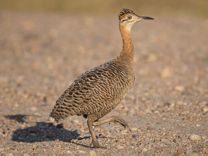 Red-winged Tinamou