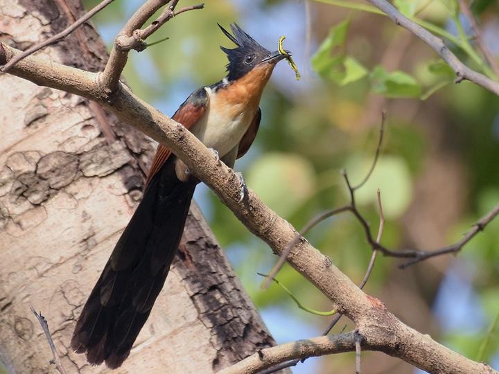 Chestnut-winged Cuckoo