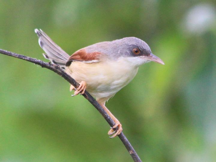Red-winged Prinia