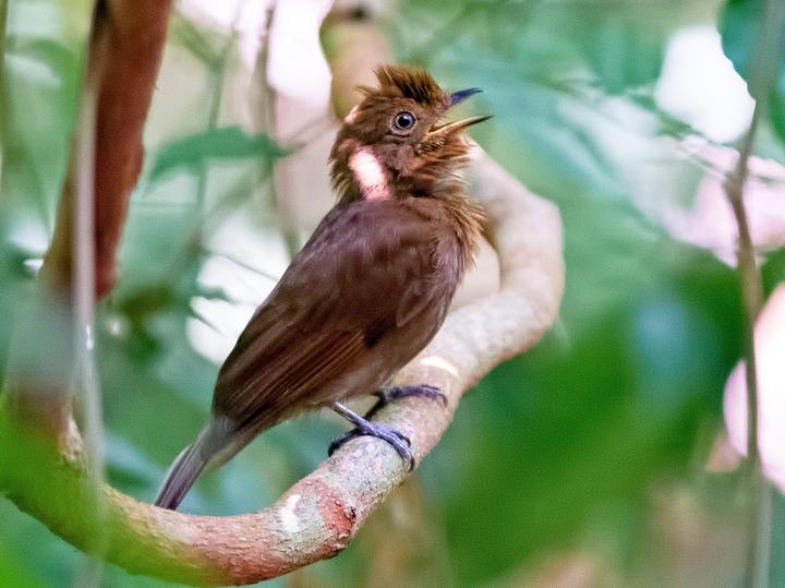 Russet-winged Schiffornis
