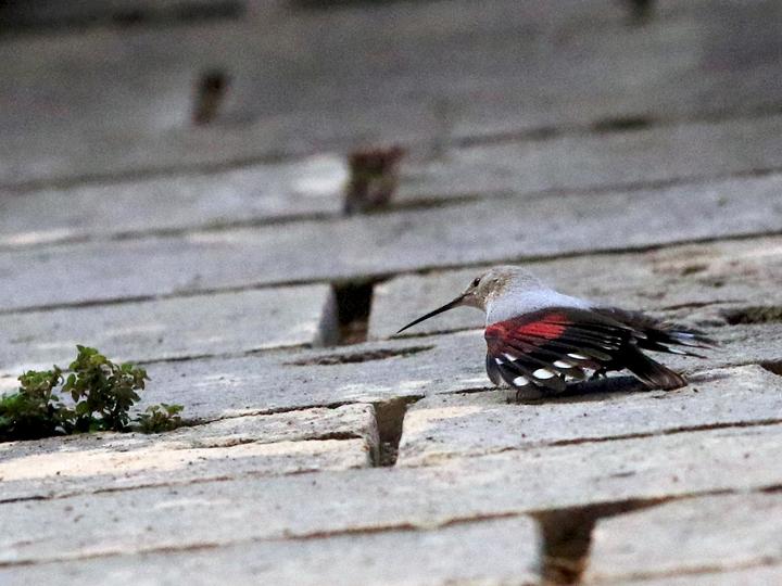 Wallcreeper