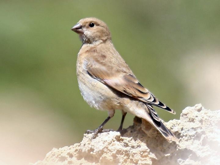 Crimson-winged Finch