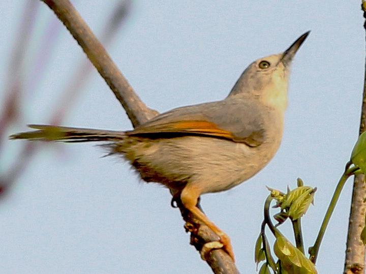 Red-winged Grey Warbler