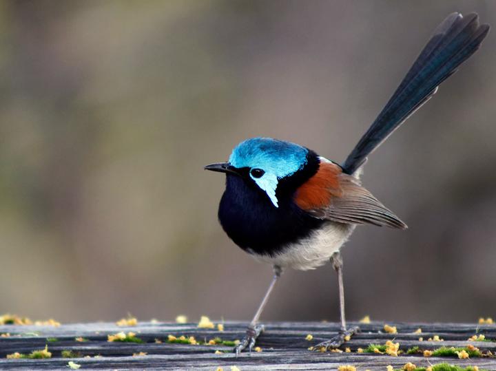 Red-winged Fairywren