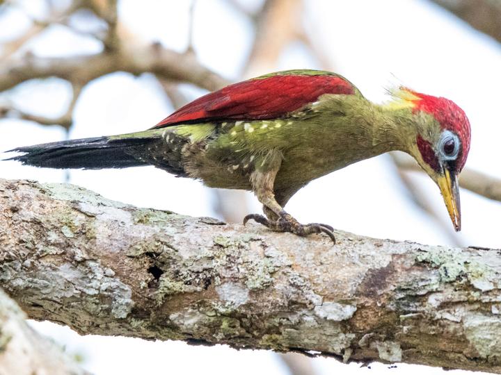 Crimson-winged Woodpecker