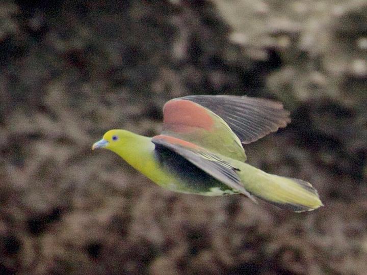 White-bellied Green Pigeon