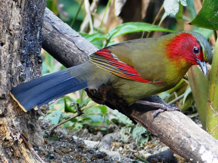 Scarlet-faced Liocichla