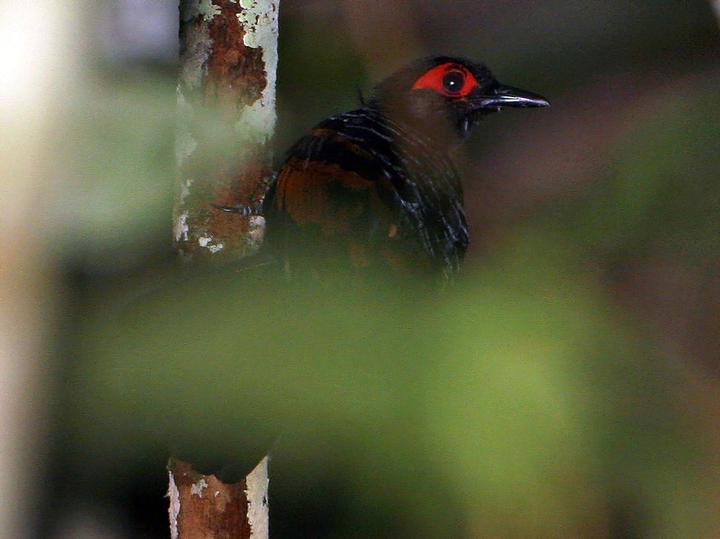 Reddish-winged Bare-eye