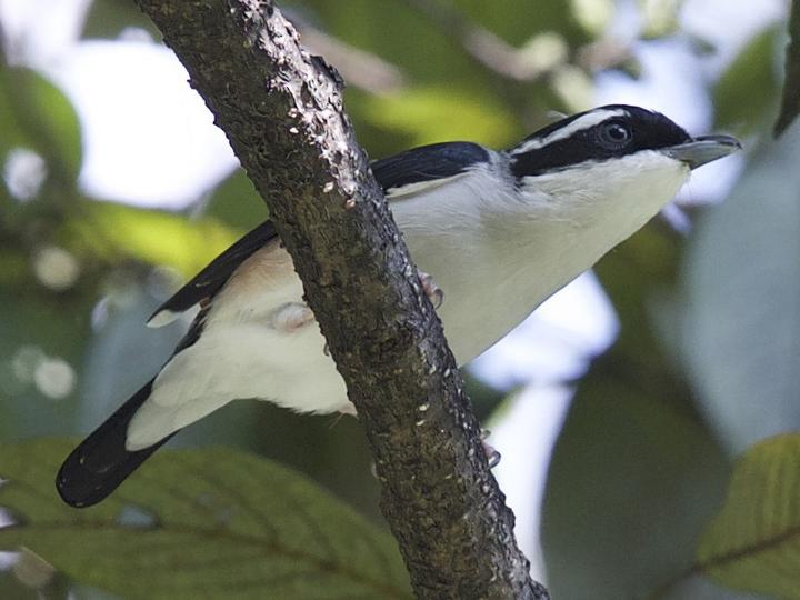 White-browed Shrike-babbler